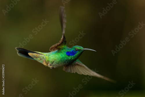 Lesser Violetear - Colibri cyanotus - mountain violet-ear, metallic green hummingbird species commonly found from Costa Rica to northern South America. Formerly named the Green Violetear