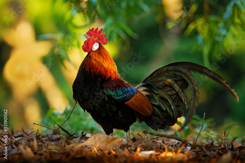 Red Junglefowl - Gallus gallus tropical bird in the family Phasianidae. It is the primary progenitor of the domestic chicken (Gallus gallus domesticus). Beautiful colours in the green jungle