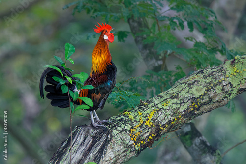 Red Junglefowl - Gallus gallus  tropical bird in the family Phasianidae. It is the primary progenitor of the domestic chicken (Gallus gallus domesticus). Beautiful colours in the green jungle photo