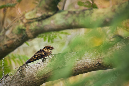 Large-tailed Nightjar - Caprimulgus macrurus nightjar in the family Caprimulgidae  found along the southern Himalayan foothills  eastern South Asia  Southeast Asia and northern Australia