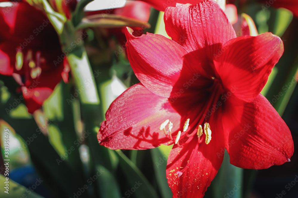 Beautiful red amaryllis flower in the garden Beautiful red amaryllis flower in the garden