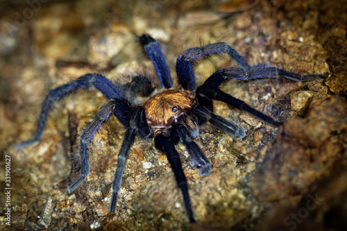 Costa Rican Suntiger Tarantula - Davus ruficeps is a species of spiders in the family Theraphosidae (tarantulas), formerly included in Cyclosternum, Black and blue big spider from Costa Rica