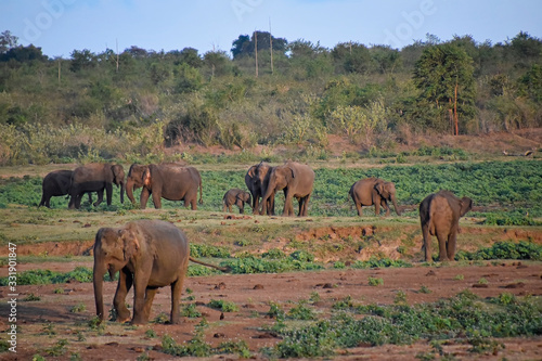 Elephant herd scattered across the plains