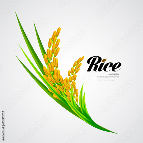 Premium Rice great quality design concept  vector.