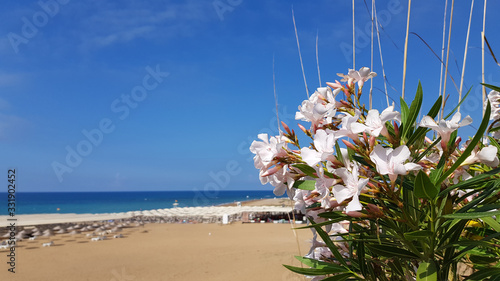 Tropical flowers on the beach. Beautiful white flowers of nerium oleander closeup on the seascape background. Landscape with blooming oleander on the beach sand and clear blue sky with sea skyline. photo