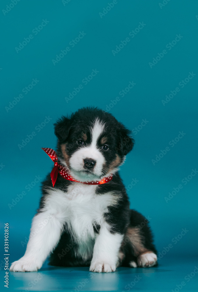 Australian shepherd puppy posing in the studio. Beautiful young aussie baby in blue background. Australian shepherd puppy posing in the studio. Beautiful young aussie baby in blue background.