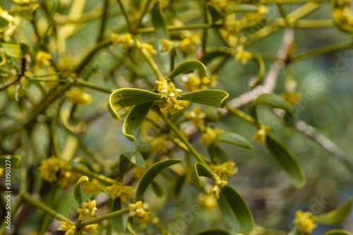 Wallpaper Mural Nahaufnahme / Detail von Misteln (lat.: Viscum) Torontodigital.ca