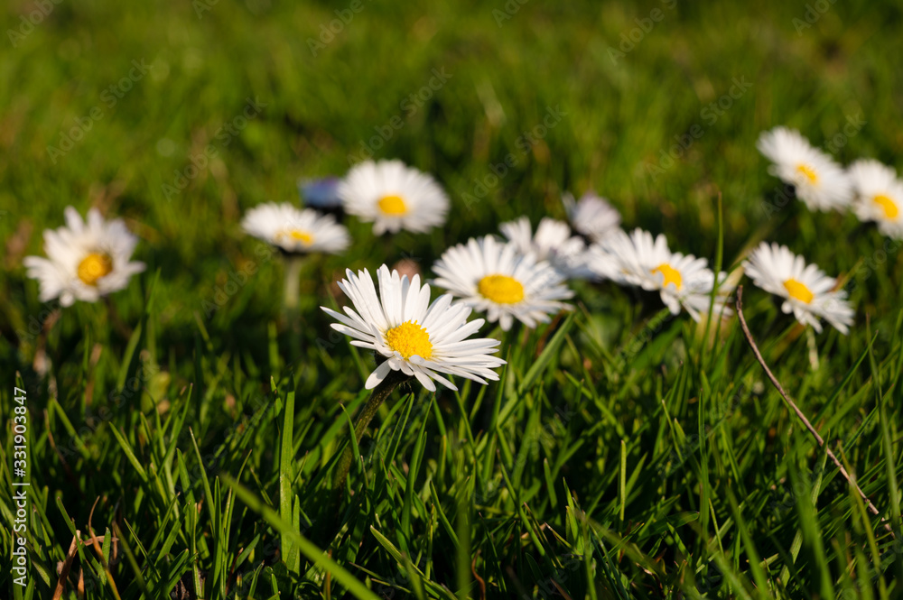 Gänseblümchen auf der Wiese im Sonnenschein Gänseblümchen auf der Wiese im Sonnenschein