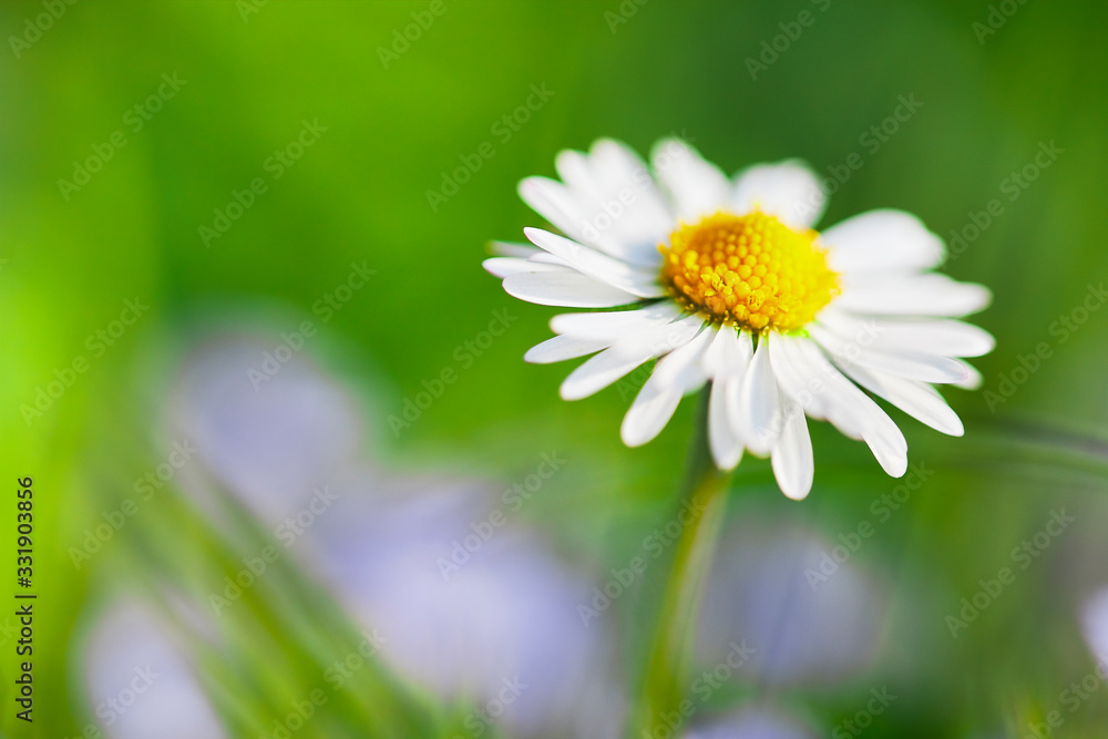 Ein Gänseblümchen in der Frühlingssonne auf einer Wiese Ein Gänseblümchen in der Frühlingssonne auf einer Wiese