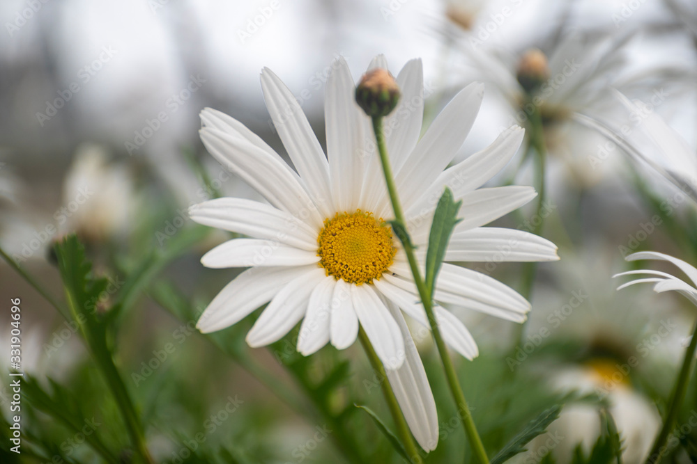 Obraz premium Beautiful Flowers