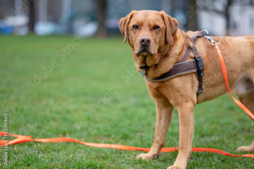 Fuchsroter Labrador Retriever Portrait