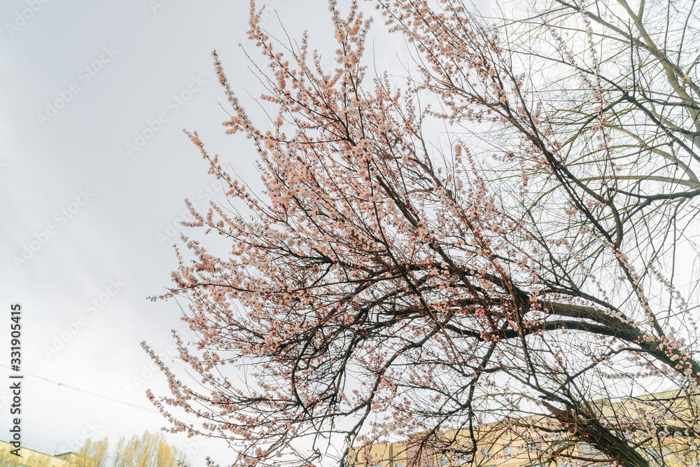 Obraz premium цветущие абрикосы, flowering apricots