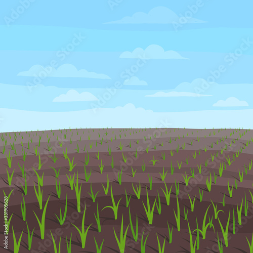 Agricultural field landscape. Growing young wheat plant shoots. Grain crops began to sprout in the spring soil. Copy space. Vector hand-drawn.