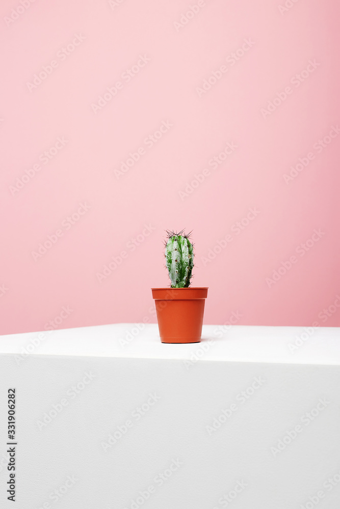 abstract still life. Lonely Cactus on white cube