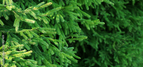 Green spruce branches background, spruce planting, panoramic view