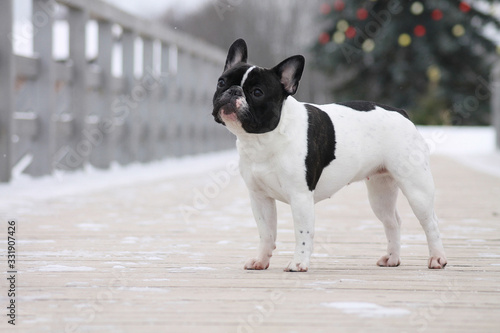 French bulldog in the city park posing. French bulldog at the winter park.