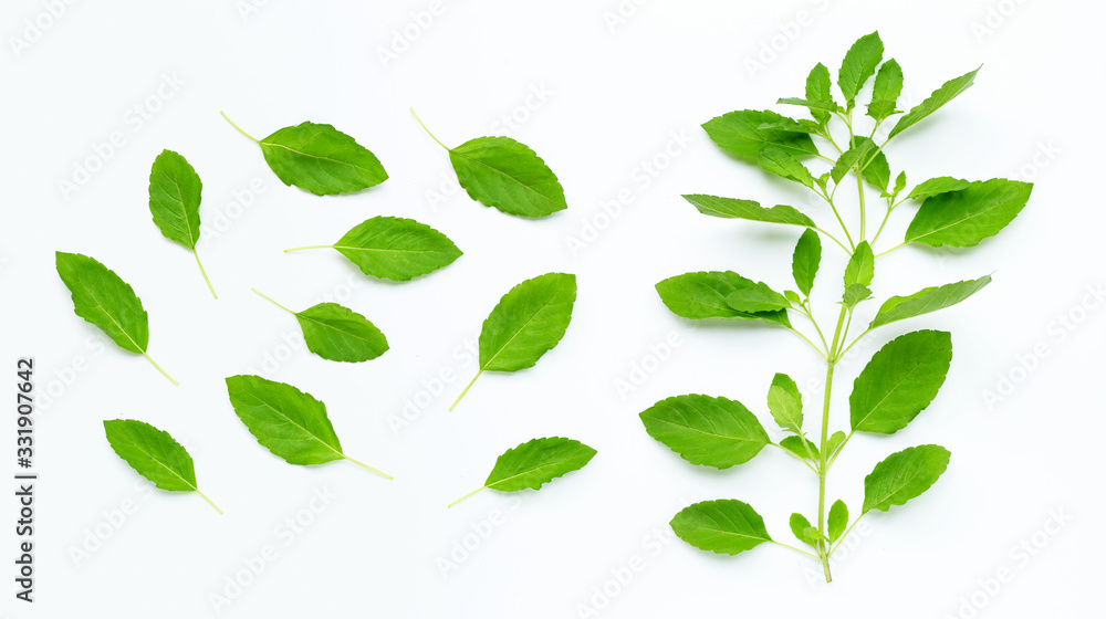 Fresh holy basil leaves on white Fresh holy basil leaves on white