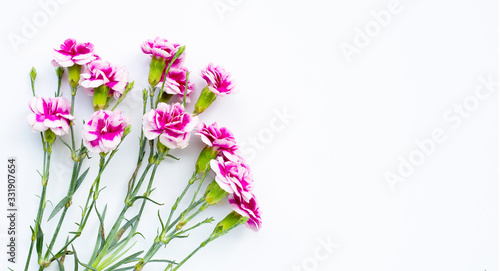 Carnation flower on white background.