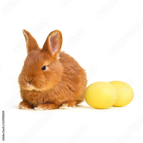 Adorable fluffy Easter bunny and dyed eggs on white background © New Africa