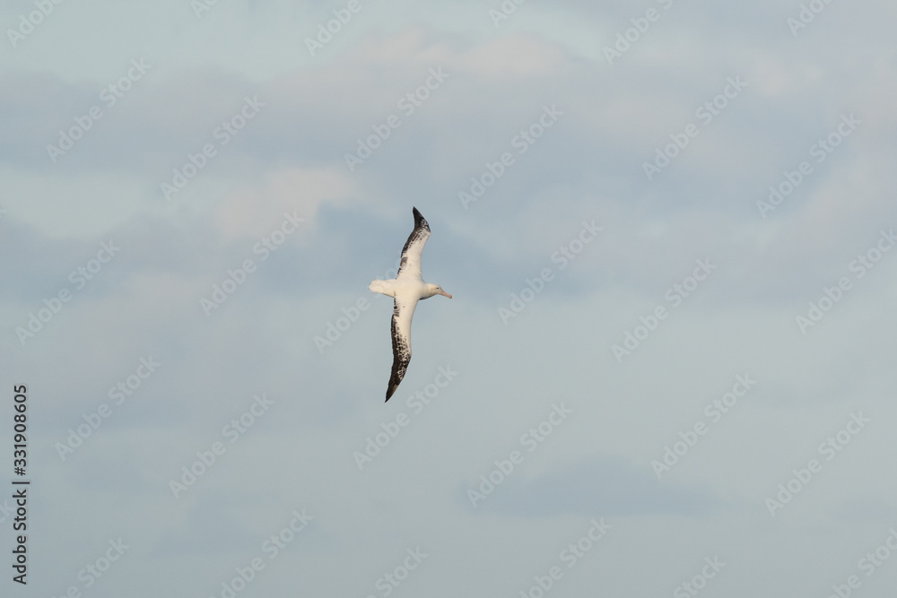 Fototapeta premium Albatross flying