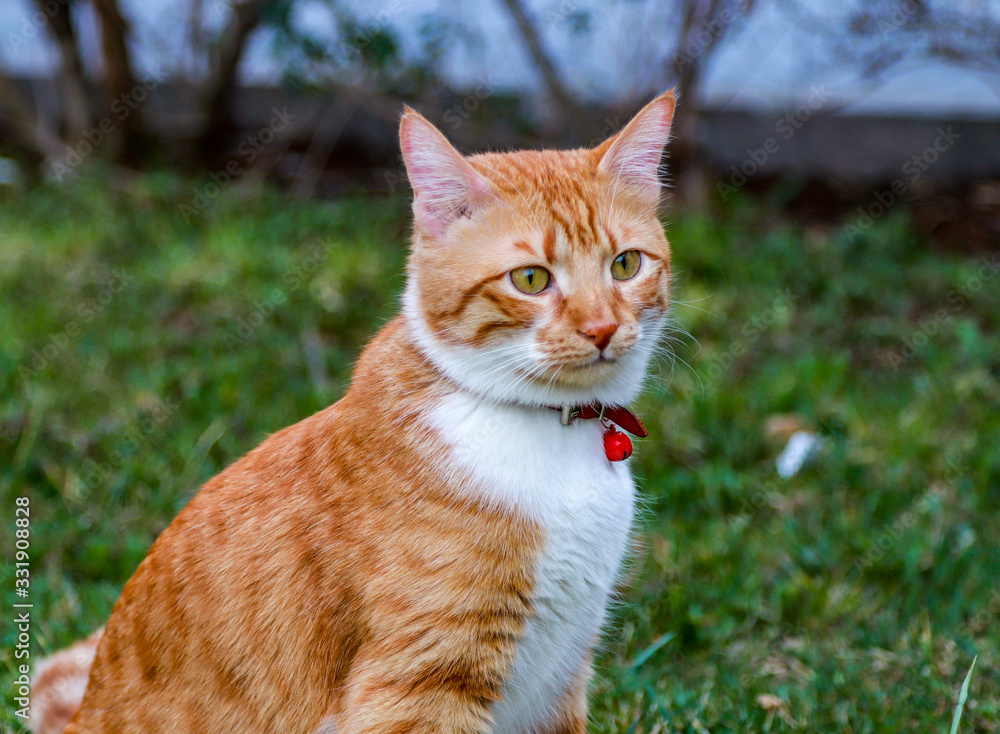Naklejka premium cat in the grass