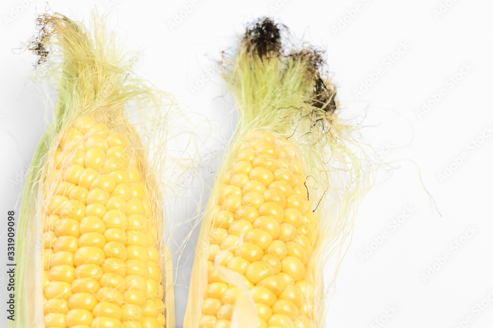 two corn on the cob. Farm Fresh Sweet Corn Partially Husked. closeup detail of fresh corn. Food production and vegetable growing Concept -- Post card with head Fresh Sweet Corn close-up.
