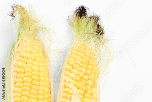 Obraz na płótnie two corn on the cob. Farm Fresh Sweet Corn Partially Husked. closeup detail of fresh corn. Food production and vegetable growing Concept -- Post card with head Fresh Sweet Corn close-up. w salonie