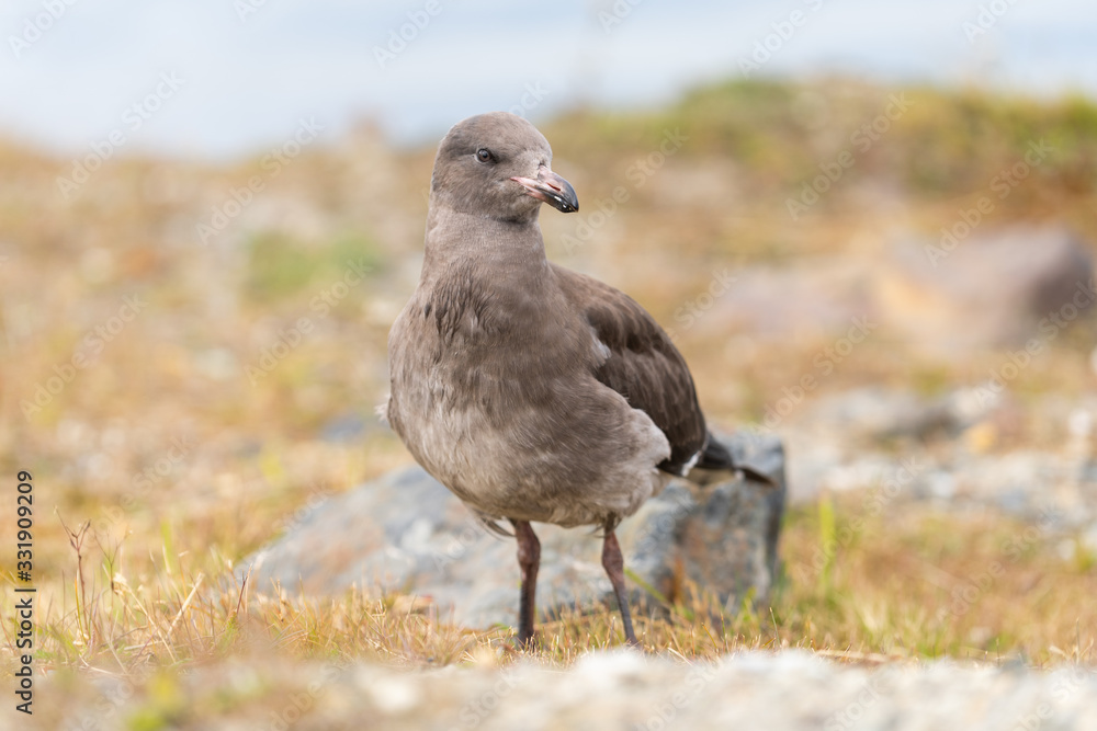 Juvenile Dolphin Gull in Ushuaia, Argentina Juvenile Dolphin Gull in Ushuaia, Argentina