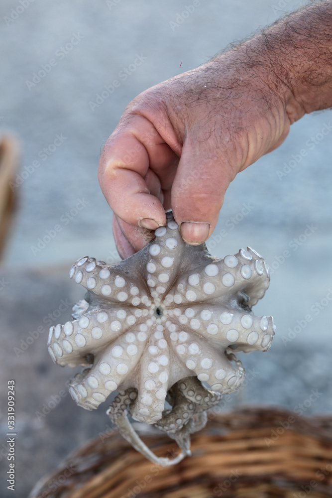 Fisherman's hand close up holding fresh caught octopus with a wicker basket on a blurred background. Concept of security, catch and expose.