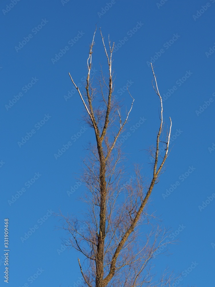 Luftverschmutzung - Baum mit kahler Krone siecht dahin Luftverschmutzung - Baum mit kahler Krone siecht dahin