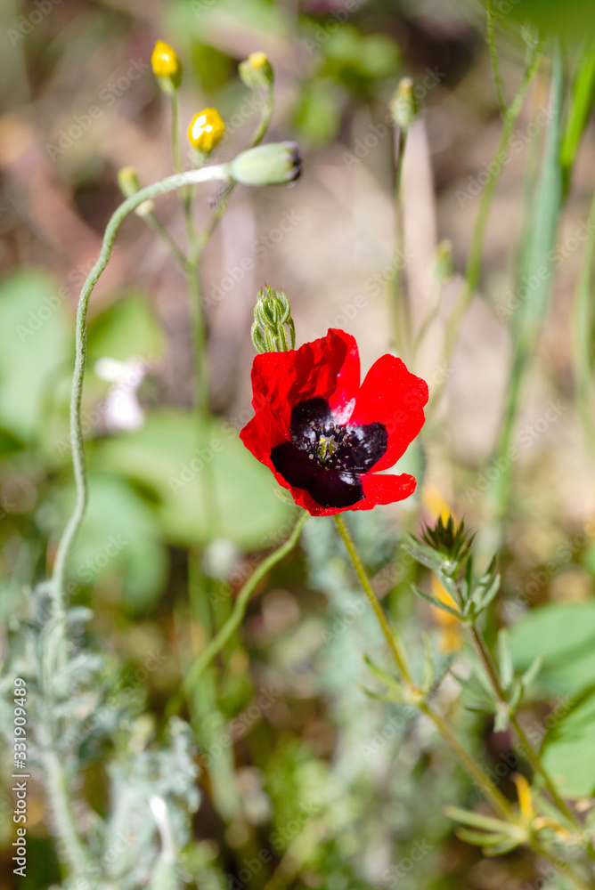 Poppy flower on the blurred background