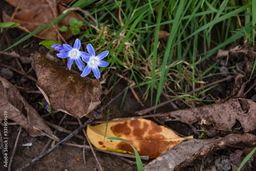 Frühlingsstimmung mit zwei blauen Blüten am Wegesrand Frühlingsstimmung mit zwei blauen Blüten am Wegesrand