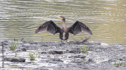 Kormoran photo