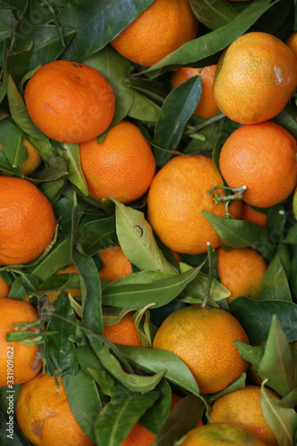 Obraz na płótnie Сlose-up mandarins. the large fruits of citrus and green leaves. Can be used as space for your text or image. Food background. w salonie