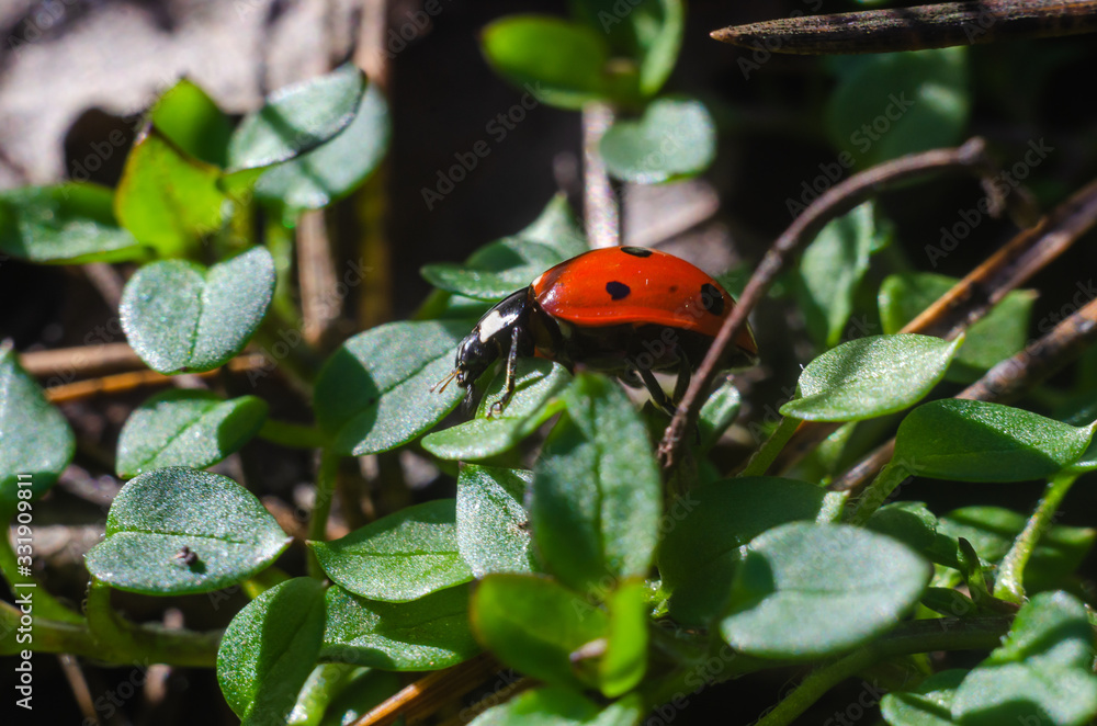 ladybug on the grass in springtime ladybug on the grass in springtime