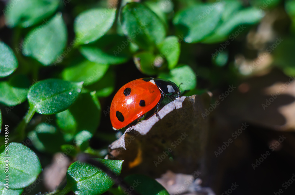 Obraz premium ladybug on the grass in springtime