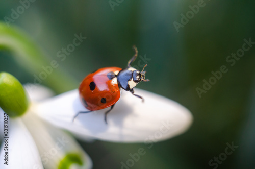 ladybug sitting on a snowdrop © Сергей Мишин
