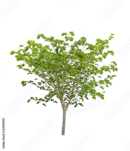  trees on a white background  clipping marks.