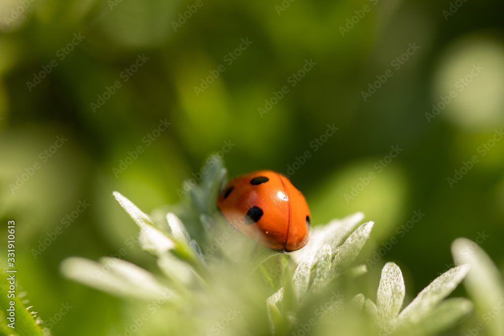 ladybug insect black point red color ladybug insect black point red color
