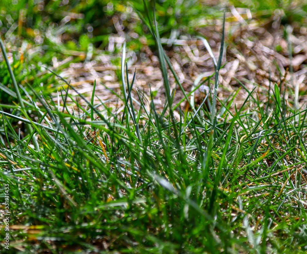 moss on green grass moss on green grass