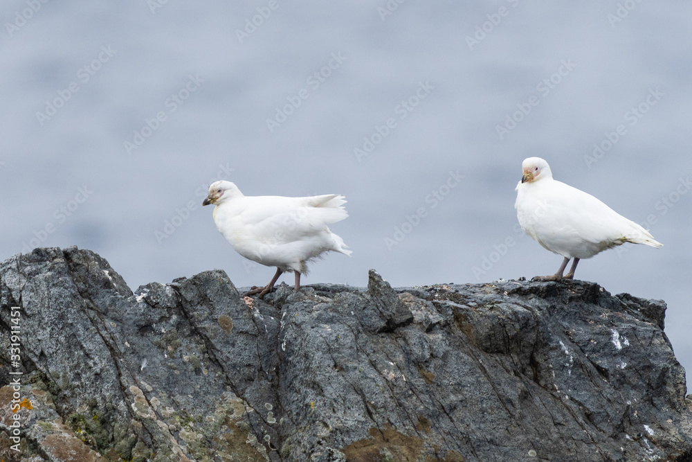 Snowy Sheathbill birds on Half Moon Island in Antarctica Snowy Sheathbill birds on Half Moon Island in Antarctica