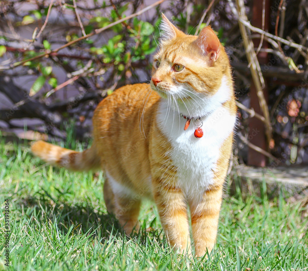 cat on the grass