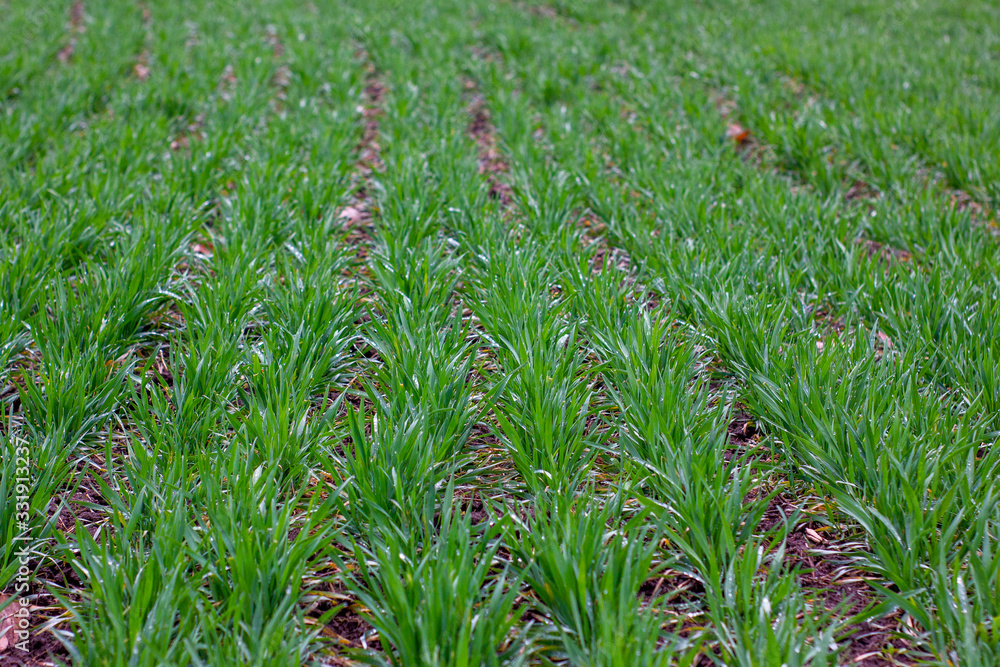 Obraz premium Rows of winter wheat crops with dew after rain. Cereal crops in the spring after a rainy season without disease and pests.