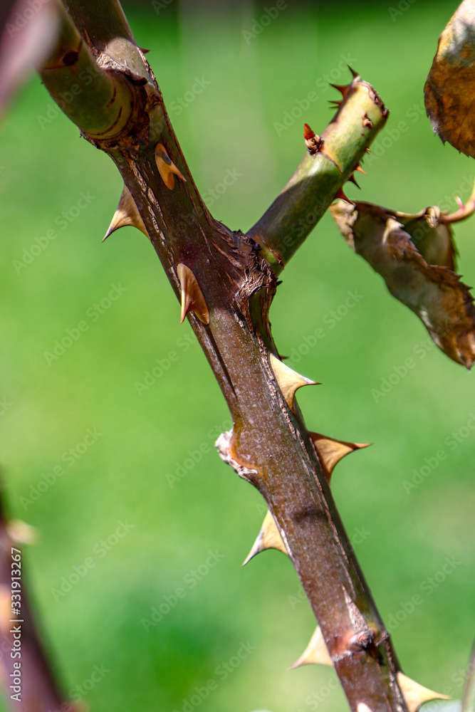 branch of a tree branch of a tree