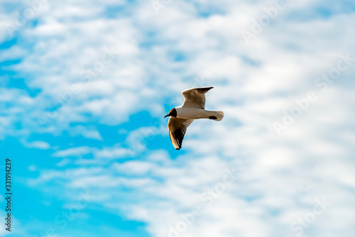 Seagull in flight with outstretched wings against the sky
