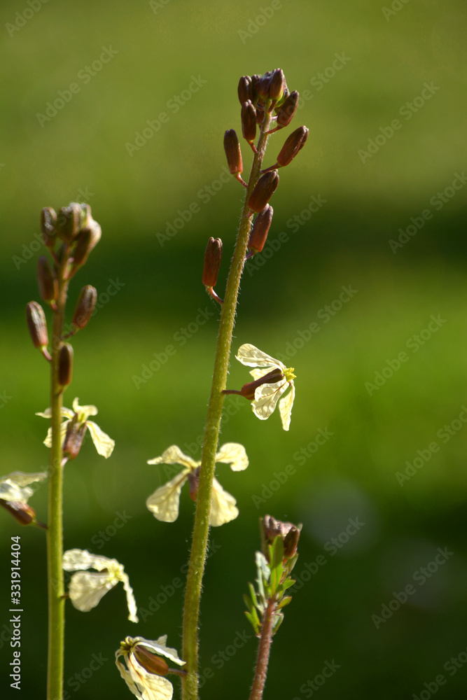 eruca sativa plant in bloom close-up, arugula flowers in spice garden in spring eruca sativa plant in bloom close-up, arugula flowers in spice garden in spring