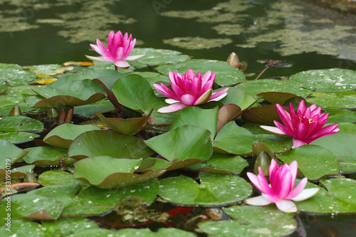 Obraz na płótnie The water lily of the pond w salonie