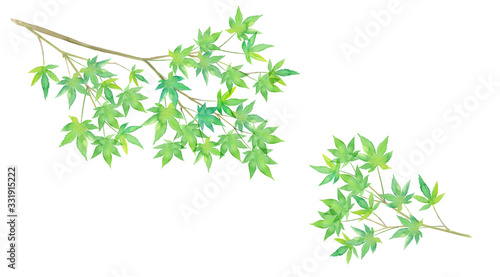 新緑のモミジの枝の水彩イラスト