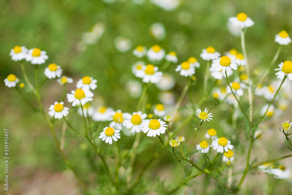 Fototapeta premium White Chamomile flowers on field. Beautiful summer nature scene. Blooming medical daisies flowers background, Alternative medicine - spring Daisy
