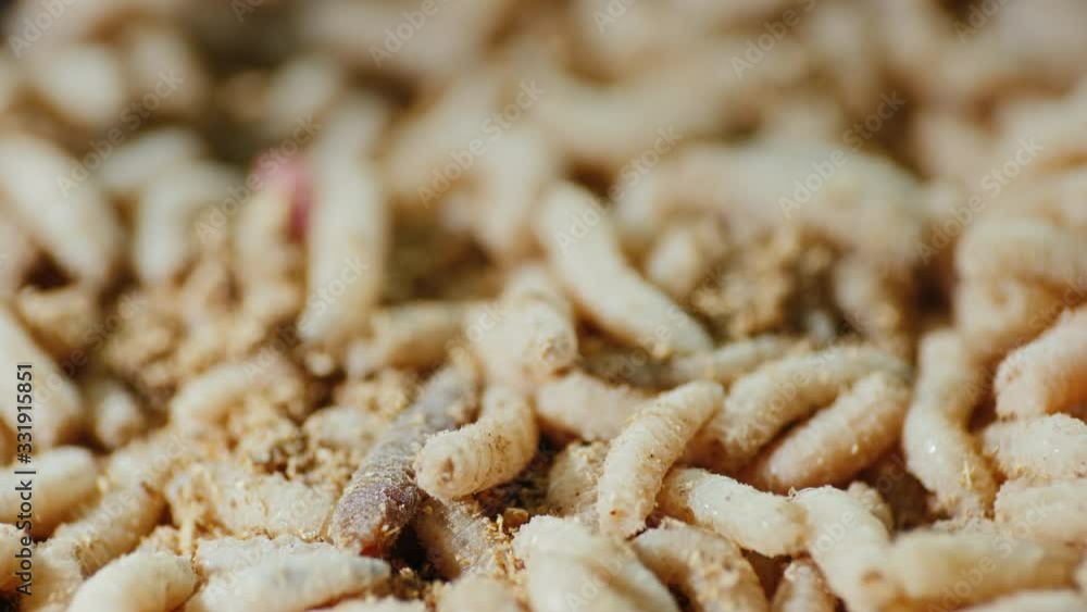 Video with a low depth of field - the background of live maggots Video with a low depth of field - the background of live maggots